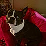 animal, boston_terrier, canine, companion, cozy, curious, dog, dog_bed, domestic_animal, ears_up, furniture, home, indoor, looking_up, pet, pink, portrait, short_hair, sitting, small_dog