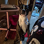 Harley Q Sunshine is registered to the contest to win money with this photo: black_and_white, blanket, boston_terrier, carpet, cozy, curious, dog, ears, face, fan, fur, hind_legs, household, indoor, papers, paw_print, pet_bed, room, standing, table