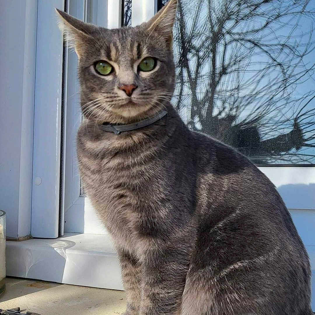 Tsuki a rejoint le concours — aidez-le/la à gagner de superbes lots ! abyssinian, angora, animal, cat, door, egyptiancat, gray, kitten, manx, pet, window, windowsill