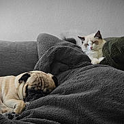 Yuki joined the competition — help win amazing prizes! pug, cat, blanket, couch, sleeping, cozy, pet, indoor, fur, resting, animal, relaxation, comfort, domestic, snuggle, soft, home, companion, quiet, warm