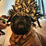 dog, pug, close_up, christmas_tree, lights, plush_toy, indoor, pet, animal, decorations, festive, holiday, cute, brown, face, fur, whiskers, window, soft_light, background
