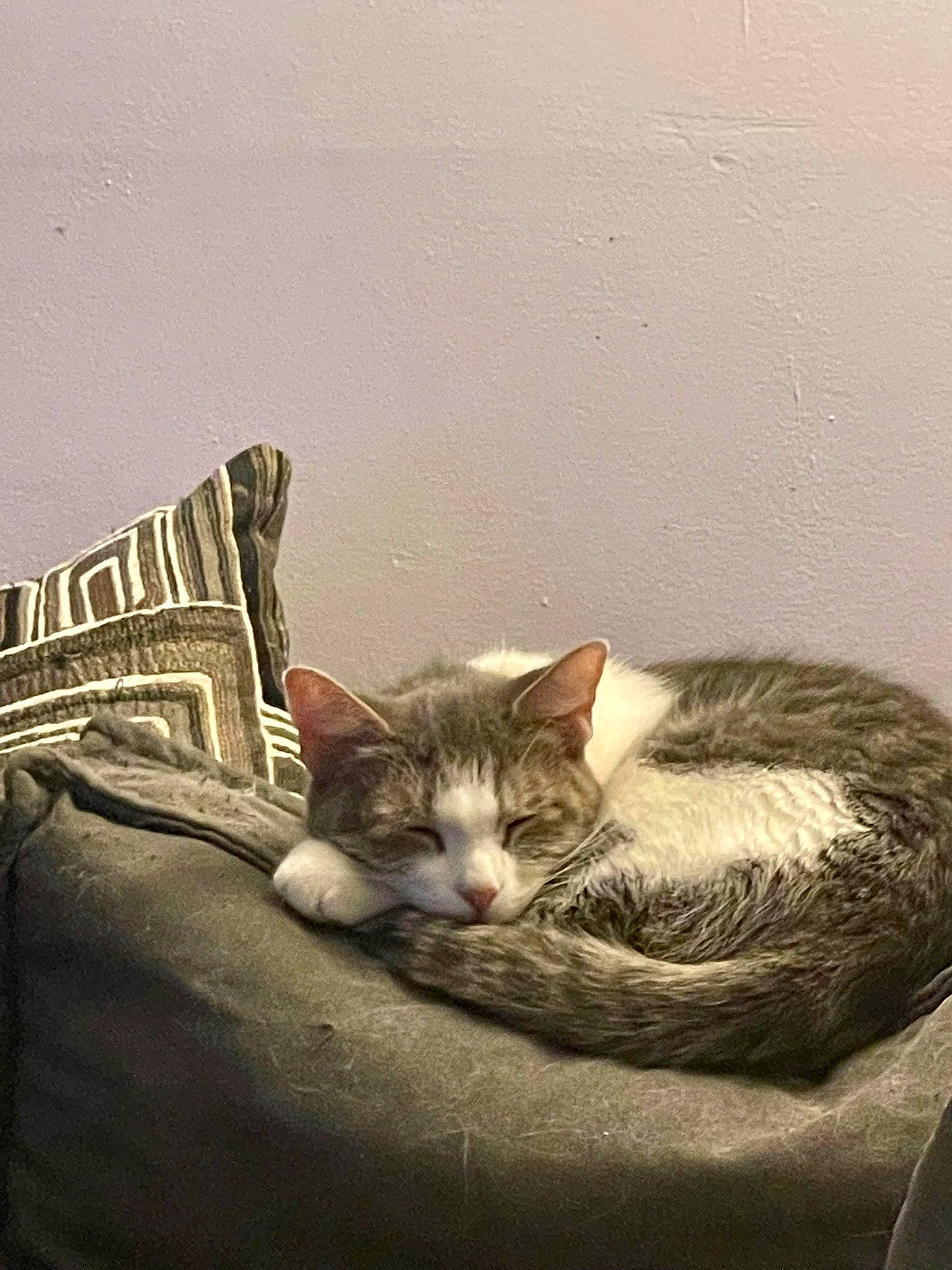 Khaleesi is registered to the contest to win money with this photo: art, bedding, carnivore, cat, comfort, domestic_short_haired_cat, felidae, fur, grey, illustration, linens, painting, paw, sitting, small_to_medium_sized_cats, still_life_photography, tail, vertebrate, whiskers, wood