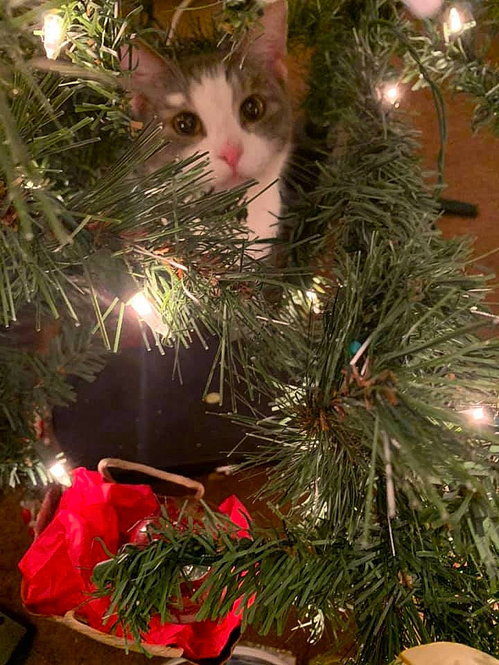 Khaleesi is registered to the contest to win money with this photo: branch, cat, christmas, christmas_decoration, christmas_eve, christmas_ornament, christmas_tree, conifer, felidae, fir, interior_design, ornament, pine, pine_family, plant, small_to_medium_sized_cats, spruce, tree, whiskers, woody_plant