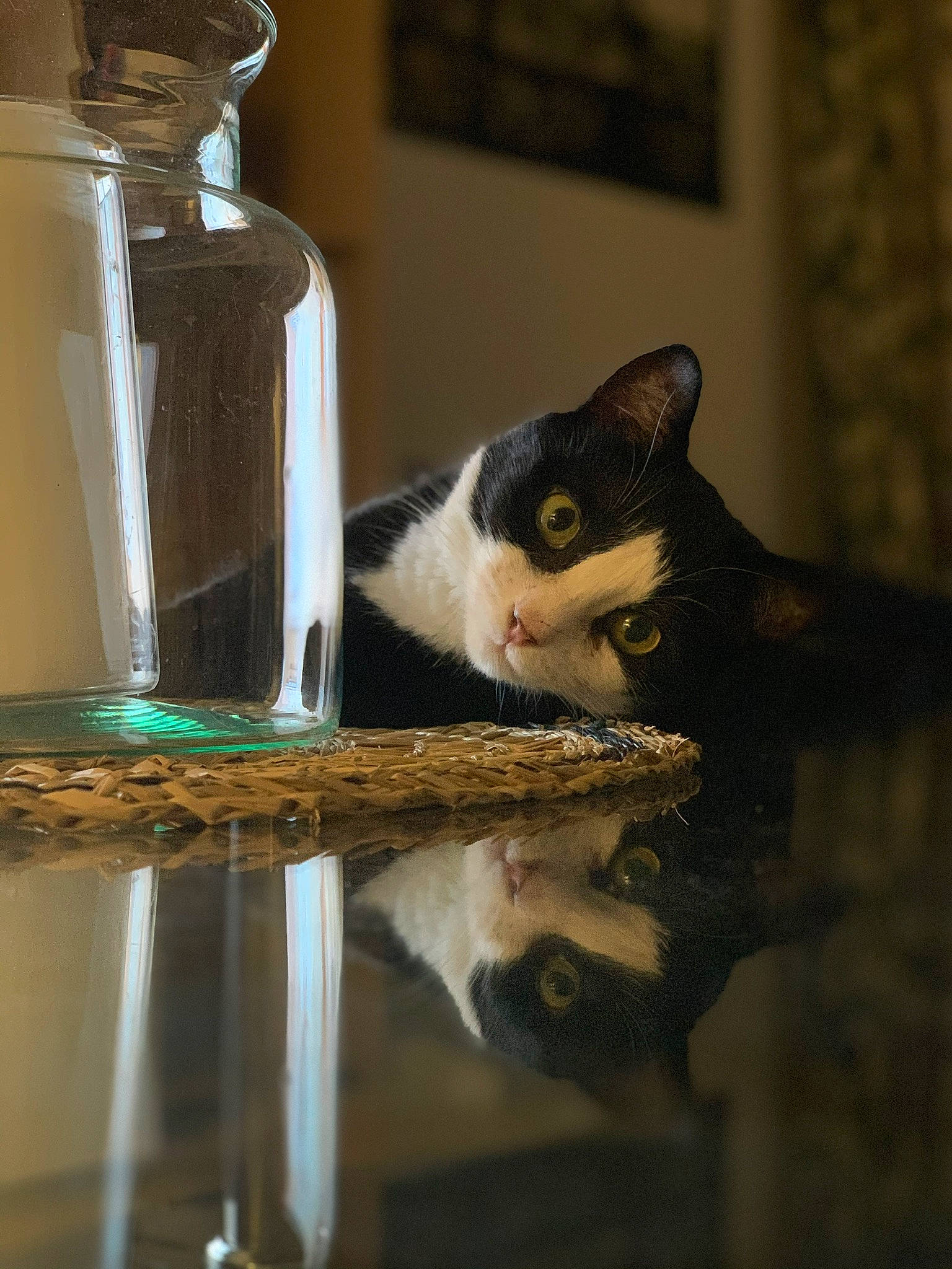 Lili participe au concours pour gagner de l'argent avec cette photo : carnivore, cat, cat_supply, domestic_short_haired_cat, drinkware, felidae, fluid, fur, liquid, pet_food, pet_supply, serveware, small_to_medium_sized_cats, snout, solvent, tail, water, whiskers, window, wood