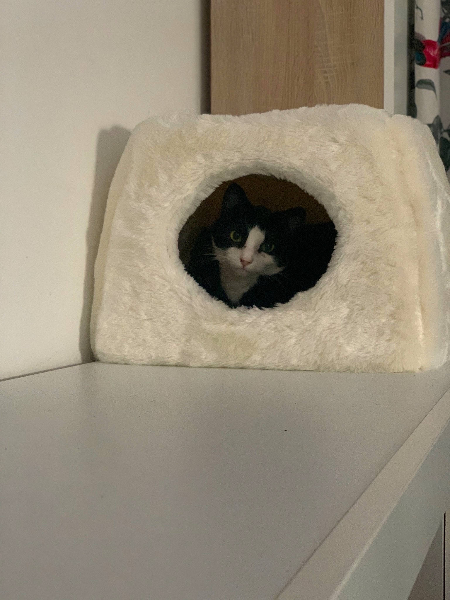 Lili a rejoint le concours — aidez-le/la à gagner de superbes lots ! bag, box, carnivore, cat, cat_bed, cat_supply, comfort, couch, felidae, grey, hardwood, household_supply, linens, pet_supply, rectangle, shipping_box, small_to_medium_sized_cats, tail, whiskers, wood