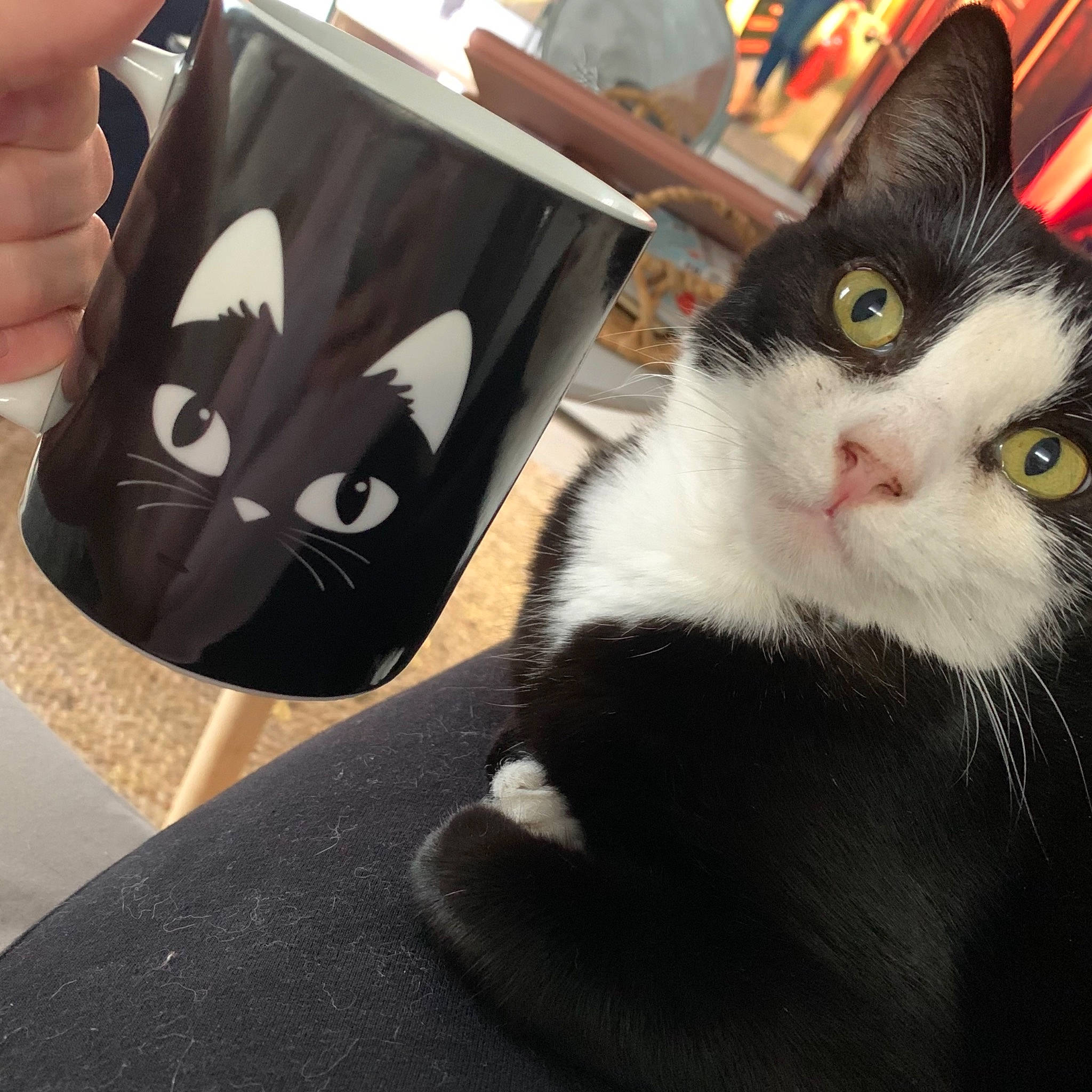 Lili participe au concours pour gagner de l'argent avec cette photo : box, carnivore, cat, comfort, domestic_short_haired_cat, eyewear, fashion_accessory, felidae, fur, linens, mammal, metal, nail, paw, small_to_medium_sized_cats, square, tail, thumb, vertebrate, whiskers