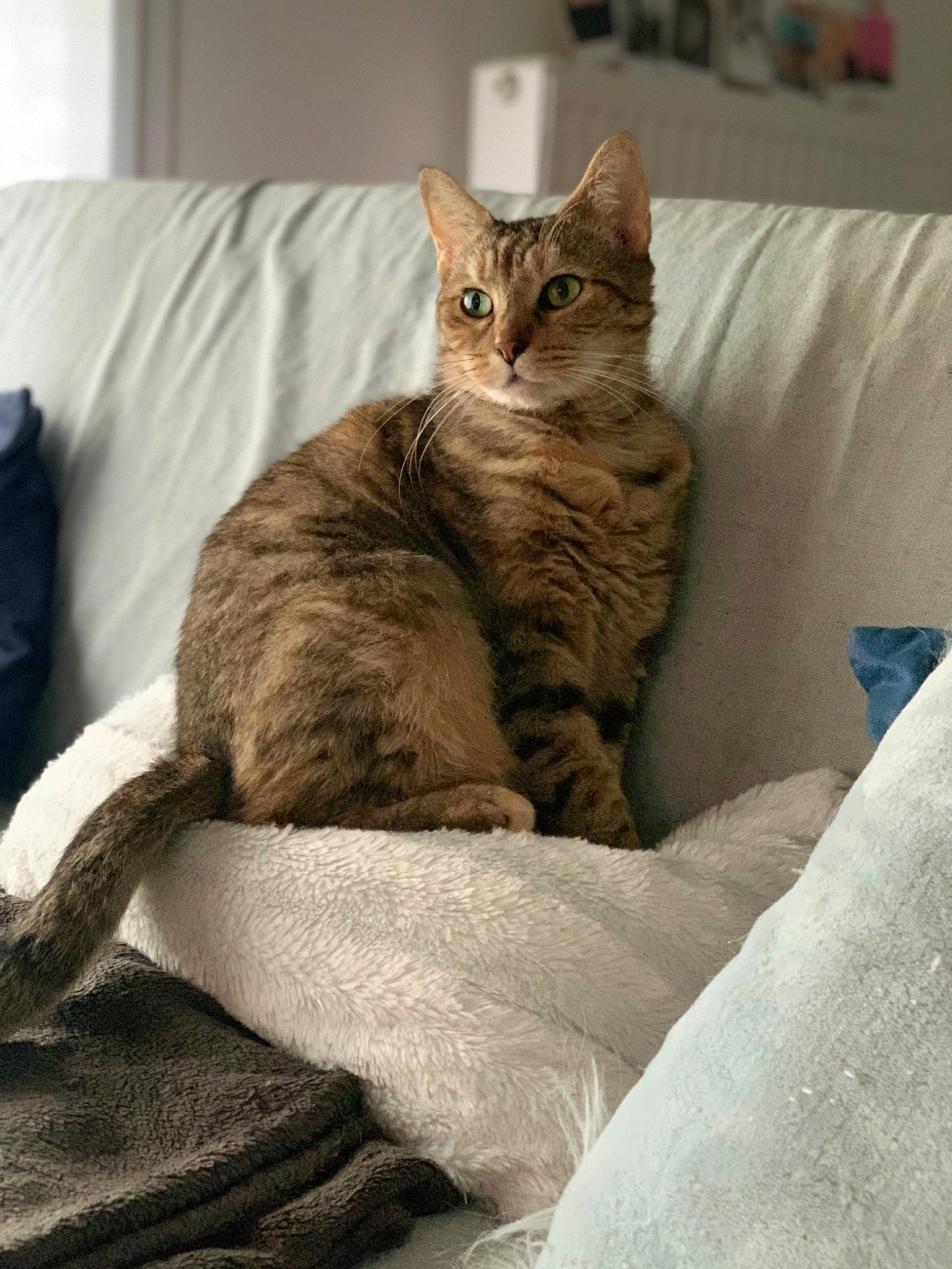 Pipounette participe au concours pour gagner de l'argent avec cette photo : bed, carnivore, cat, cat_supply, claw, comfort, couch, domestic_short_haired_cat, fawn, felidae, fur, grey, linens, paw, pet_supply, sitting, small_to_medium_sized_cats, snout, tail, whiskers