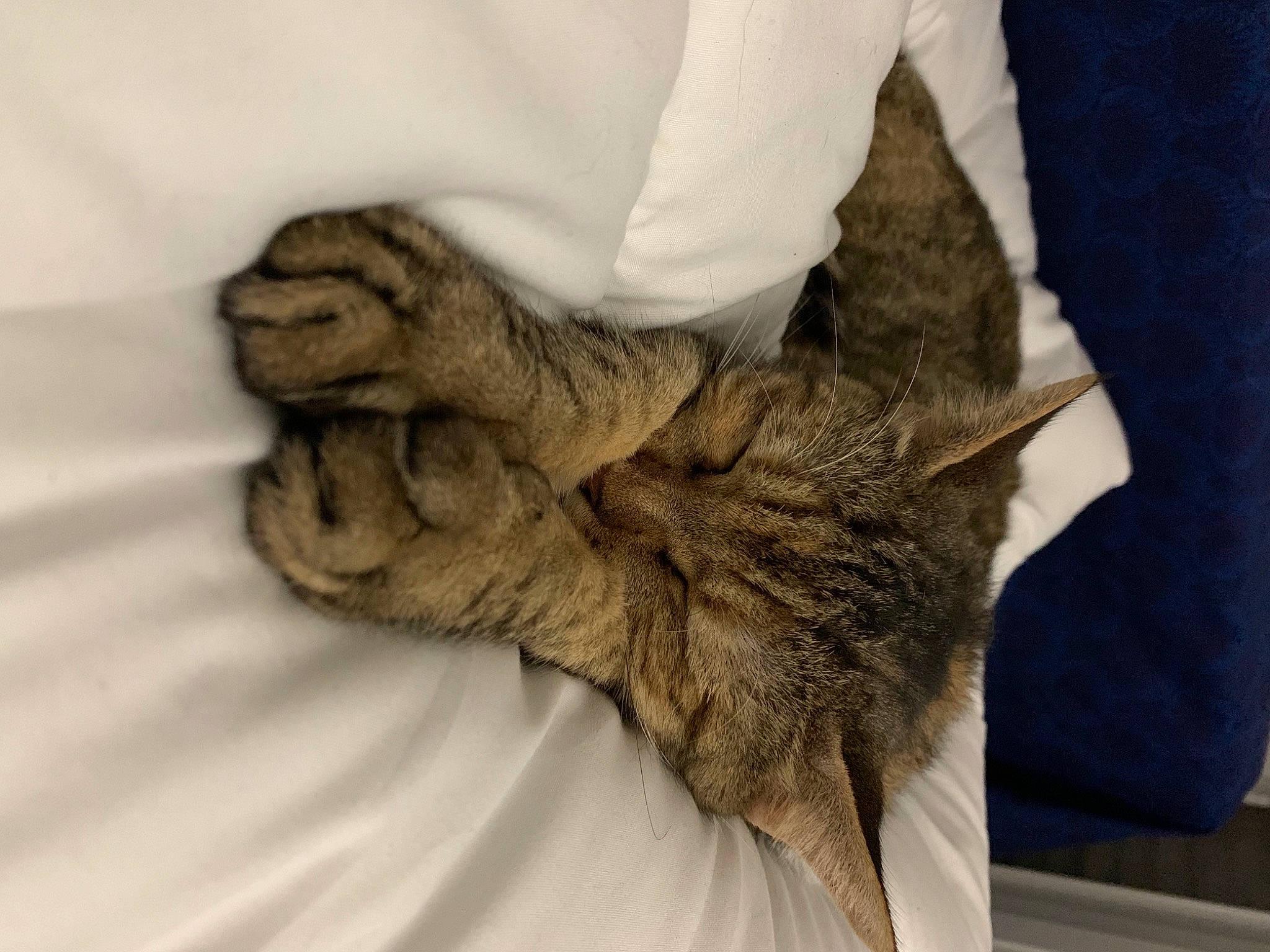 Pipounette a rejoint le concours — aidez-le/la à gagner de superbes lots ! bed, bed_sheet, bedding, cat, claw, comfort, domestic_short_haired_cat, fawn, felidae, flooring, fur, gesture, grey, hand, linens, paw, small_to_medium_sized_cats, tail, whiskers, wood