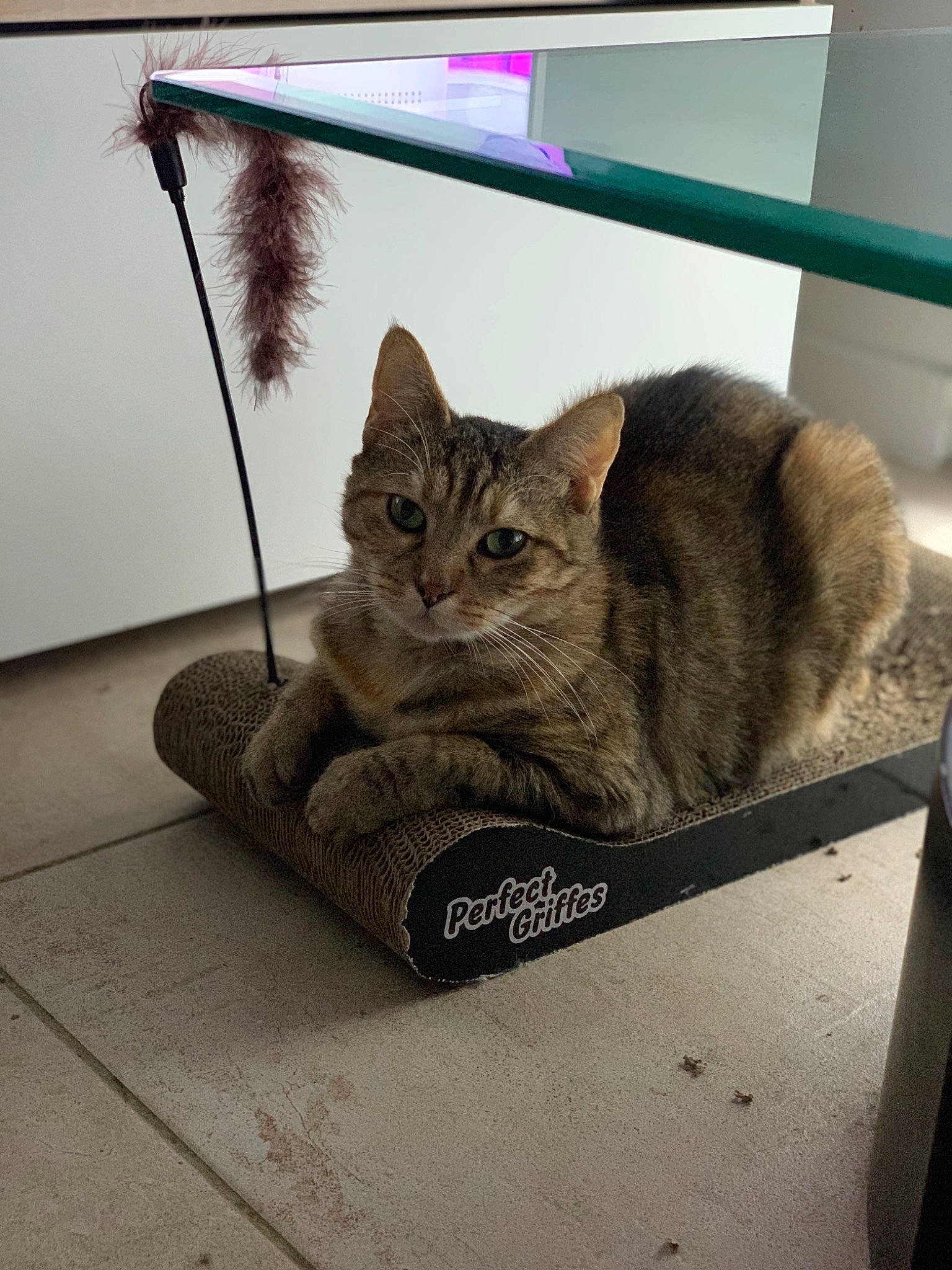 Pipounette participe au concours pour gagner de l'argent avec cette photo : box, carnivore, cat, cat_supply, comfort, domestic_short_haired_cat, fawn, felidae, fur, mammal, metal, pet_supply, photo_caption, sitting, small_to_medium_sized_cats, snout, tail, terrestrial_animal, vertebrate, whiskers