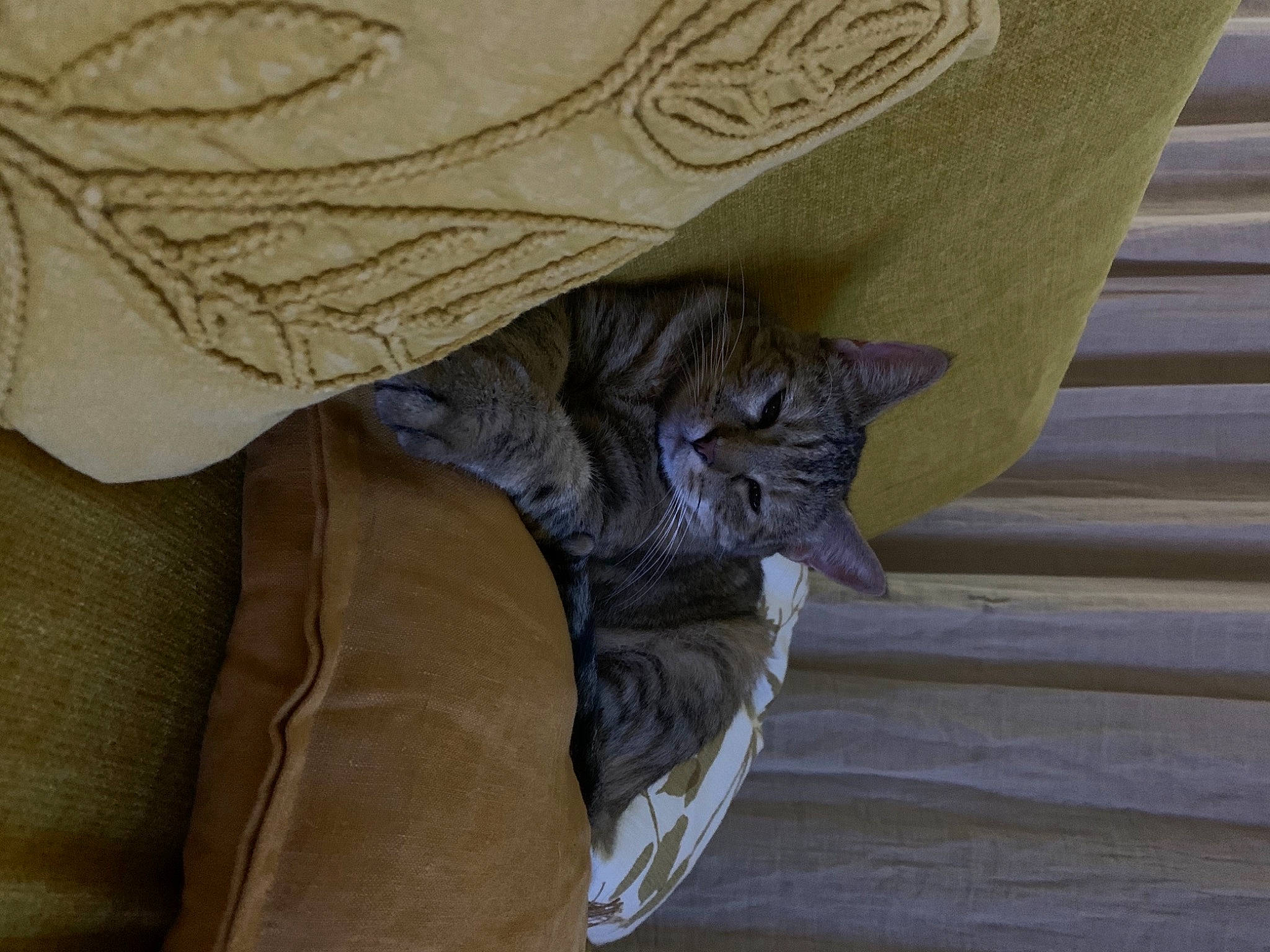 Pipounette a rejoint le concours — aidez-le/la à gagner de superbes lots ! black_cat, cat, claw, comfort, domestic_short_haired_cat, fawn, felidae, fur, grey, hardwood, hat, linens, pattern, sculpture, sleeve, small_to_medium_sized_cats, tail, textile, whiskers, wood