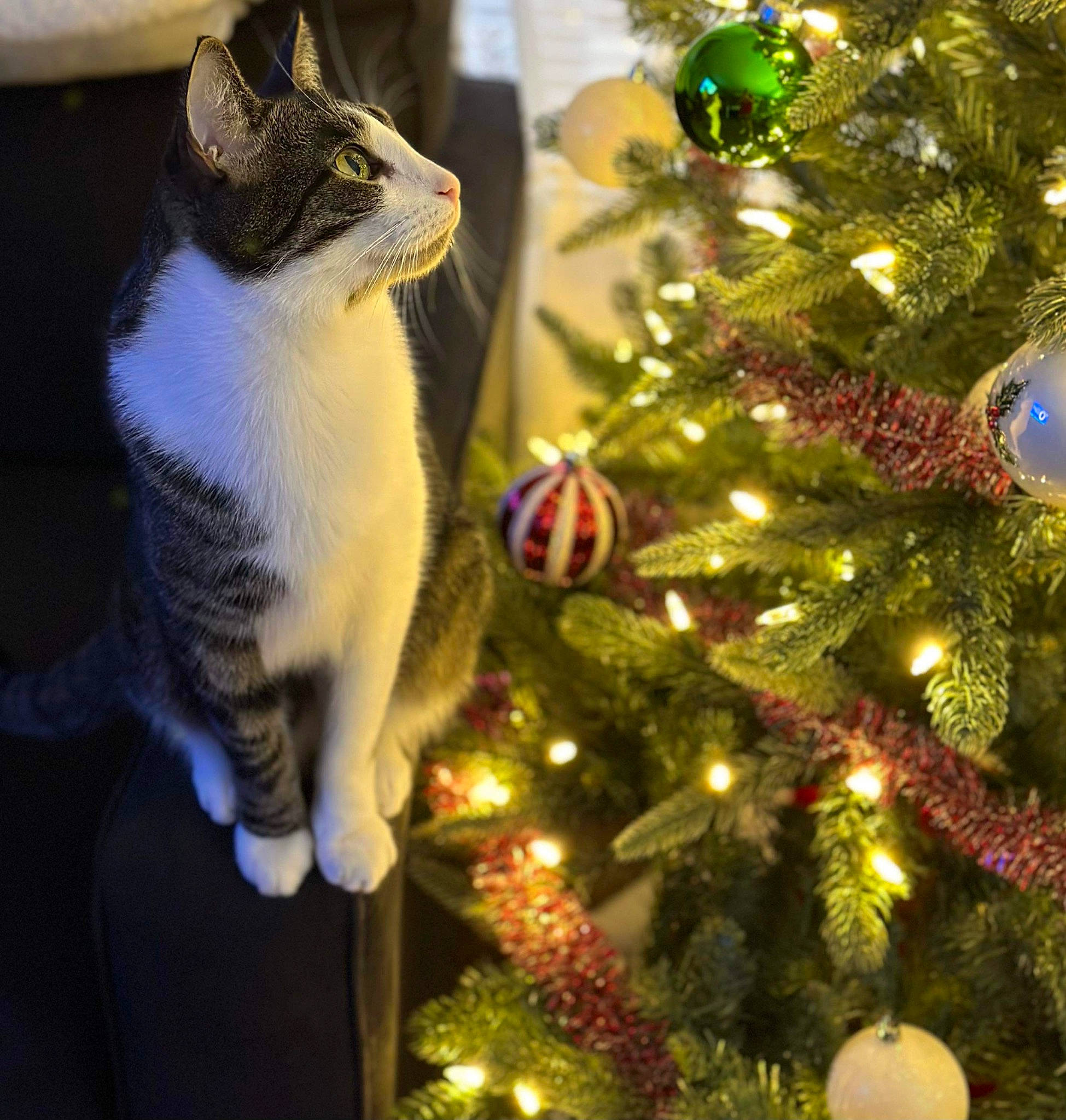 Baxter joined the competition — help win amazing prizes! carnivore, cat, christmas, christmas_decoration, christmas_ornament, christmas_tree, event, evergreen, felidae, grass, holiday, holiday_ornament, larch, light, ornament, plant, small_to_medium_sized_cats, tree, whiskers, woody_plant