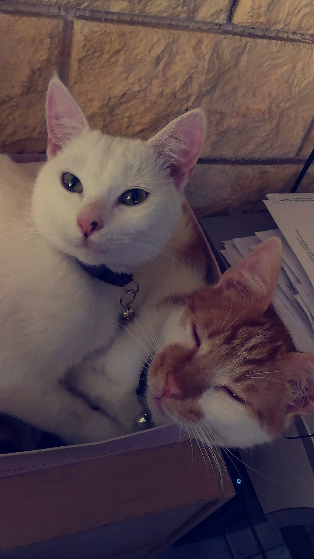 Olly participe au concours pour gagner de l'argent avec cette photo : aegean_cat, american_wirehair, asian, burmilla, carnivore, cat, colorpoint_shorthair, domestic_short_haired_cat, european_shorthair, eye, felidae, khao_manee, kitten, mammal, ojos_azules, person, small_to_medium_sized_cats, snout, turkish_angora, turkish_van