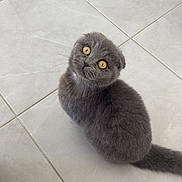 Willow participe au concours pour gagner de l'argent avec cette photo : cat, scottish_fold, gray_fur, yellow_eyes, pet, animal, floor, tile_floor, cute, looking_up, indoor, whiskers, fur, small_animal, domestic_cat, portrait, sitting, curious, fur_texture, ears