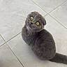 cat, scottish_fold, gray_fur, yellow_eyes, pet, animal, floor, tile_floor, cute, looking_up, indoor, whiskers, fur, small_animal, domestic_cat, portrait, sitting, curious, fur_texture, ears