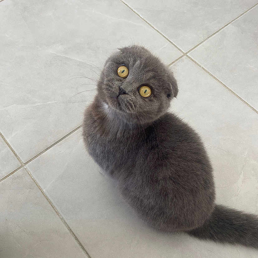 Willow