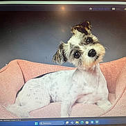 Gucci participe au concours pour gagner de l'argent avec cette photo : dog, small_dog, pet_bed, pink_bed, cute, curious, tilted_head, white_fur, black_spots, indoor, studio_lighting, portrait, animal, companion, domestic_animal, furry, sitting, looking_at_camera, cozy, background