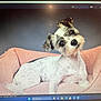 dog, small_dog, pet_bed, pink_bed, cute, curious, tilted_head, white_fur, black_spots, indoor, studio_lighting, portrait, animal, companion, domestic_animal, furry, sitting, looking_at_camera, cozy, background
