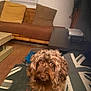 dog, brown_dog, curly_fur, cushion, living_room, couch, pillow, yellow_pillow, brown_pillow, coffee_table, wooden_floor, window, indoor, pet, furniture, home, cozy, seat, table, relaxed