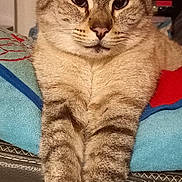 Choupy a rejoint le concours — aidez-le/la à gagner de superbes lots ! cat, tabby, pet, animal, feline, paws, fur, striped, cushion, indoor, relaxed, closeup, portrait, whiskers, ears, face, resting, home, comfort, cute