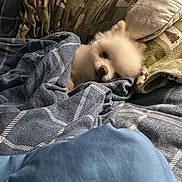 Lilly joined the competition — help win amazing prizes! dog, blanket, bed, pillow, cozy, resting, fluffy, white_dog, indoor, sleepy, comfort, pet, fur, patterned, fabric, relaxation, domestic, cute, small_dog, canine