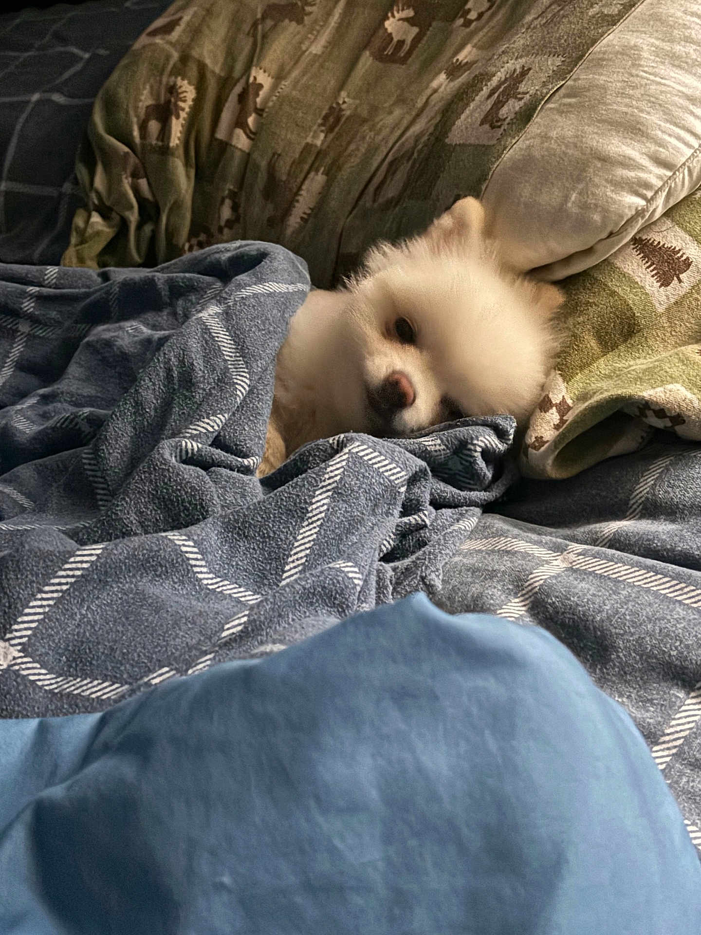 Lilly