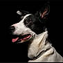 Nuts a rejoint le concours — aidez-le/la à gagner de superbes lots ! dog, border_collie, pet, portrait, black_background, studio_lighting, tongue, chain_collar, ear, muzzle, whiskers, fur, white_fur, black_fur, profile, canine, animal, closeup, photography, expression