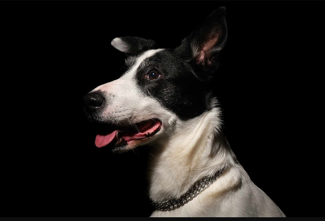 Nuts a rejoint le concours — aidez-le/la à gagner de superbes lots ! dog, border_collie, pet, portrait, black_background, studio_lighting, tongue, chain_collar, ear, muzzle, whiskers, fur, white_fur, black_fur, profile, canine, animal, closeup, photography, expression