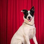 Nuts a rejoint le concours — aidez-le/la à gagner de superbes lots ! dog, pet, studio, red_curtain, portrait, sitting, chain_collar, collar_tag, tongue_out, black_and_white_fur, short_fur, upright_ears, paws, platform_surface, looking_at_camera, indoor, animal_portrait, attentive, happy, backdrop