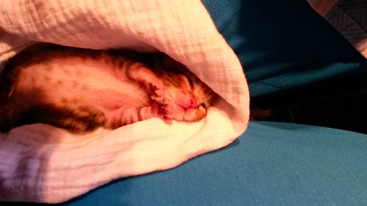 Wood participe au concours pour gagner de l'argent avec cette photo : carnivore, cat, close_up, comfort, domestic_short_haired_cat, felidae, fur, nap, orange, peach, skin, sleep, small_to_medium_sized_cats, toe, whiskers