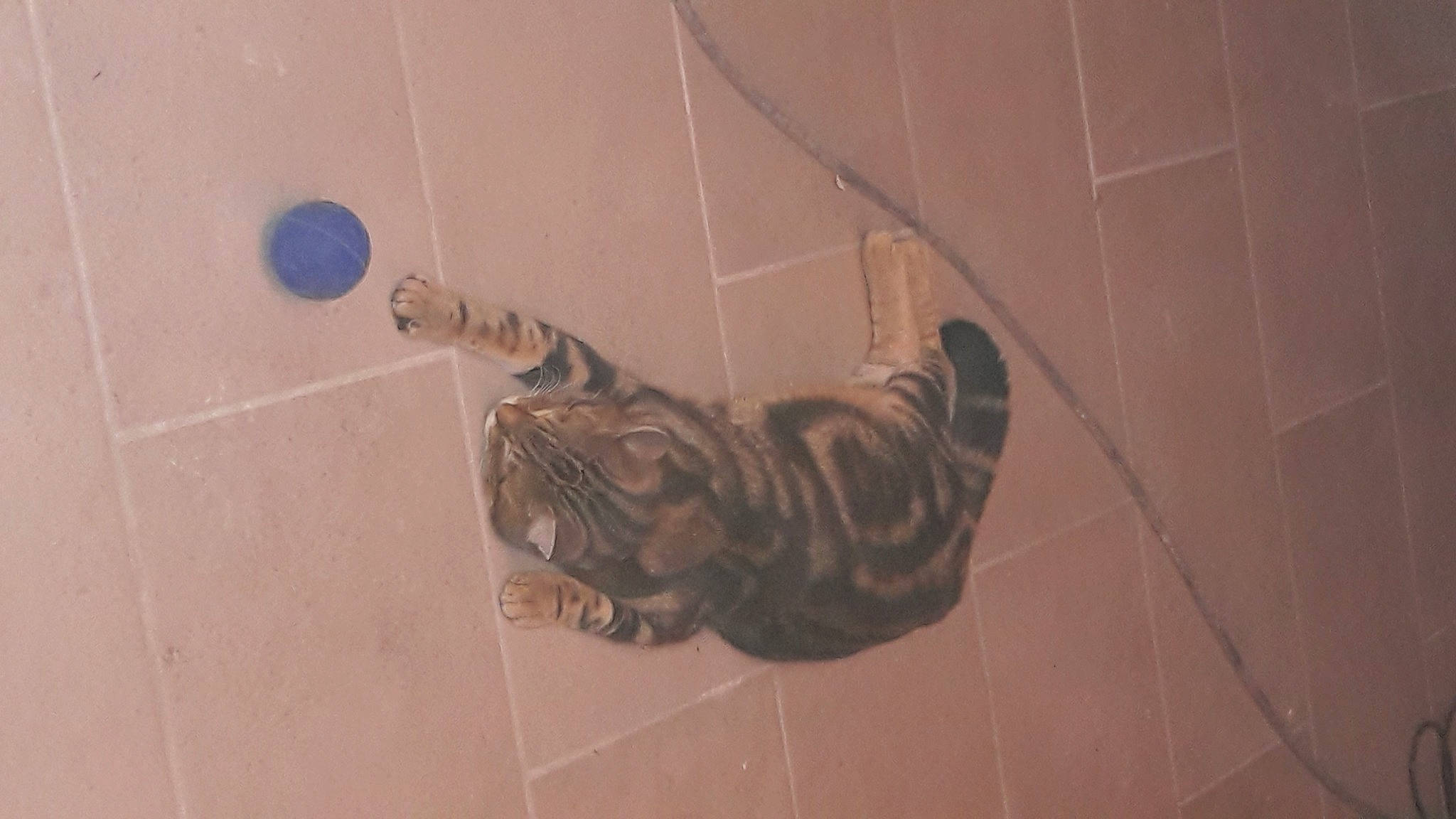 Wood participe au concours pour gagner de l'argent avec cette photo : brick, brickwork, carnivore, cat, ceramic, domestic_short_haired_cat, european_shorthair, felidae, floor, flooring, fur, small_to_medium_sized_cats, tabby_cat, tail, terrestrial_animal, tile, tile_flooring, toe, wall, whiskers