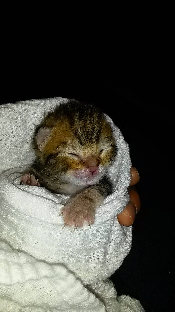 Wood participe au concours pour gagner de l'argent avec cette photo : beige, carnivore, cat, cat_supply, comfort, domestic_short_haired_cat, fawn, felidae, fur, kitten, linens, nap, paw, skin, sleep, small_to_medium_sized_cats, whiskers