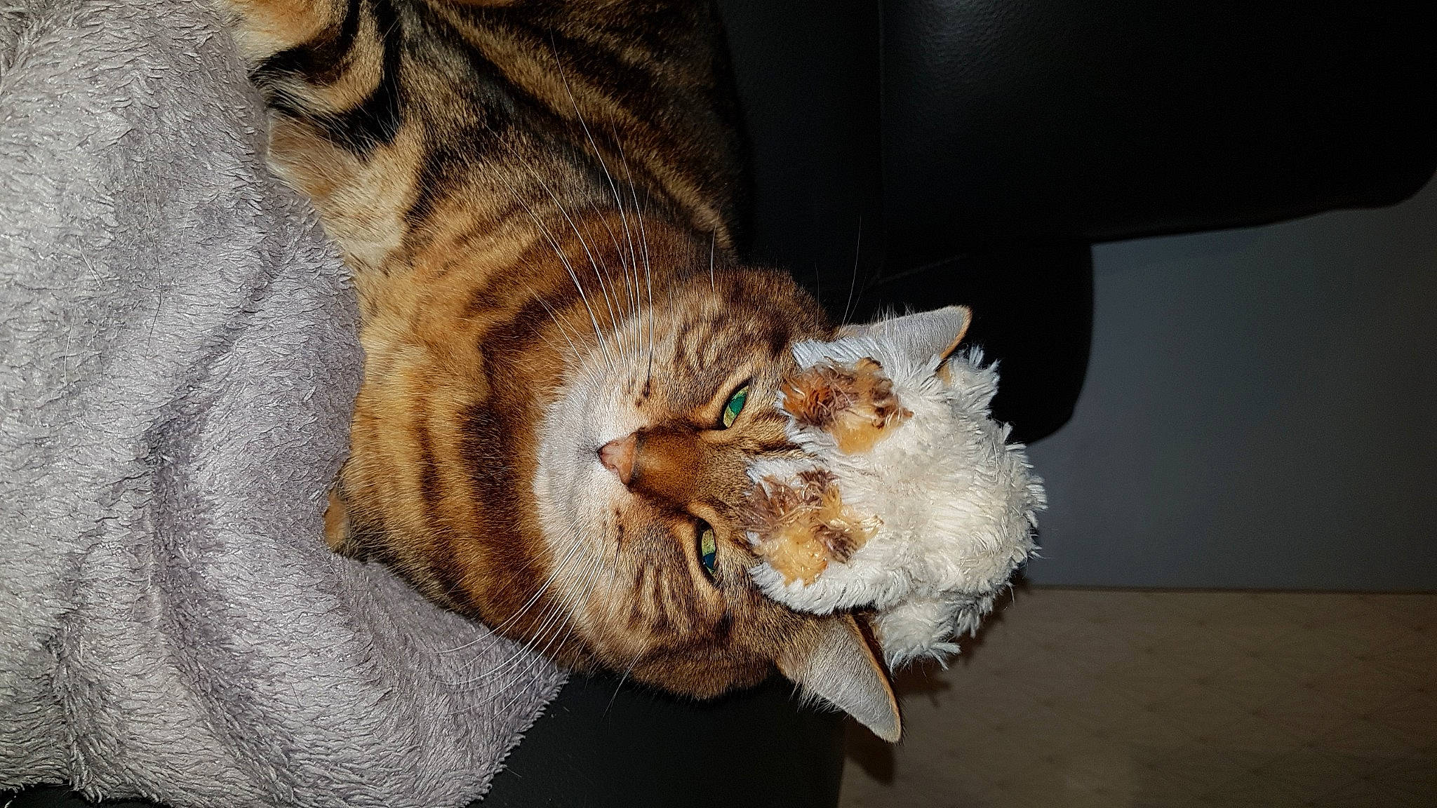 Wood participe au concours pour gagner de l'argent avec cette photo : beige, carnivore, cat, claw, comfort, domestic_short_haired_cat, fawn, felidae, fur, paw, small_to_medium_sized_cats, snout, tabby_cat, terrestrial_animal, vertebrate, whiskers