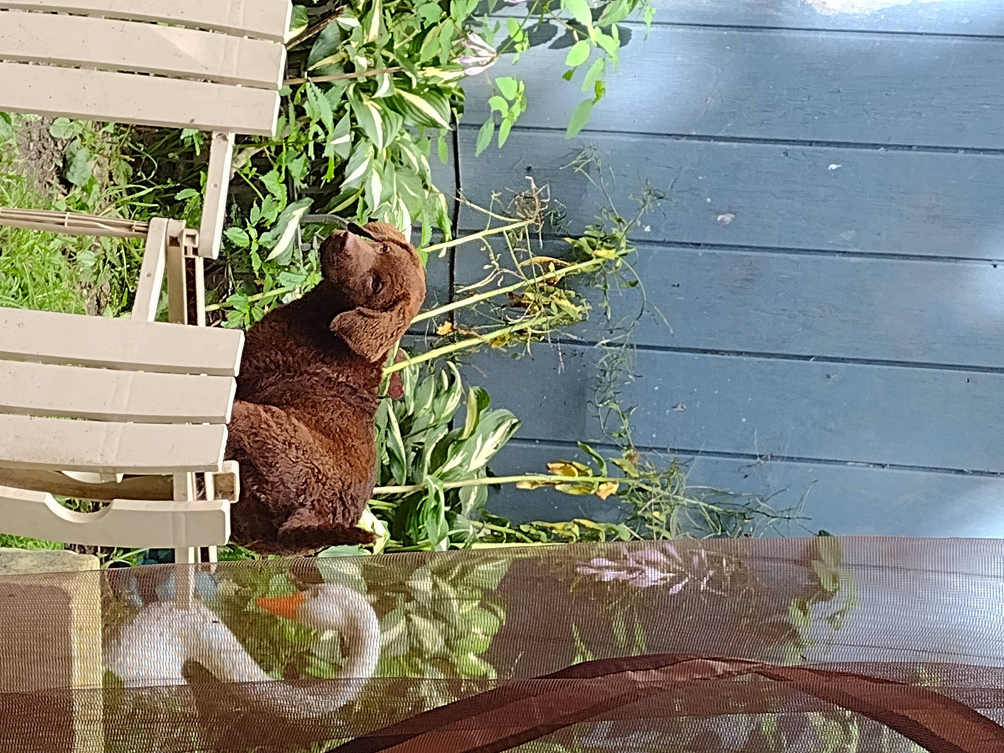 Treasure is registered to the contest to win money with this photo: art, fawn, flowerpot, garden, grass, hat, herb, houseplant, landscape, lawn_ornament, metal, plant, teddy_bear, terrestrial_animal, tints_and_shades, toy, twig, vegetation, wildlife, wood