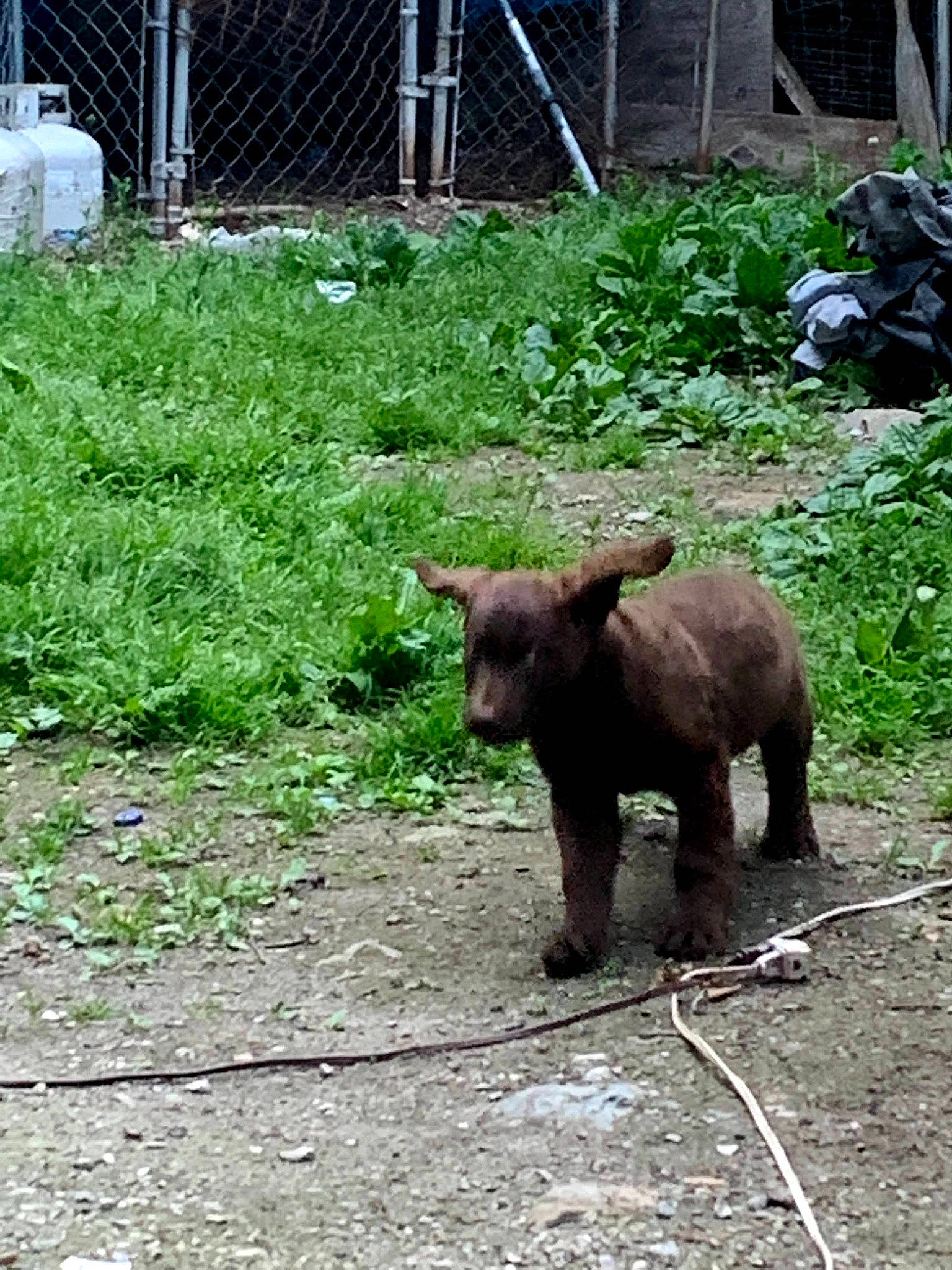 Treasure joined the competition — help win amazing prizes! american_black_bear, bear, brown_bear, carnivore, fence, fur, grass, grizzly_bear, groundcover, natural_landscape, plant, snout, terrestrial_animal, wildlife, wood, working_animal