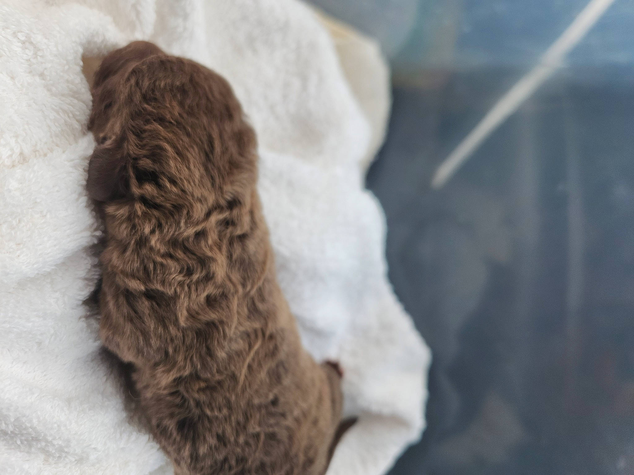 Shasta is registered to the contest to win money with this photo: dog_breed, feather, fur, fur_clothing, linens, liver, natural_material, sleeve, snow, stole, tail, terrestrial_animal, toy, winter, wool