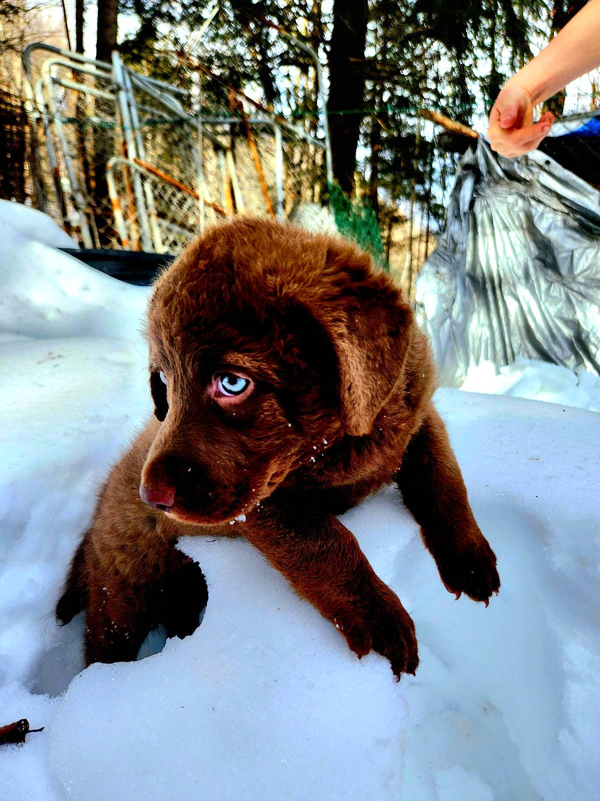 Shasta is registered to the contest to win money with this photo: canidae, carnivore, companion_dog, dog, dog_breed, fawn, freezing, fur, liver, mammal, snout, snow, sporting_group, terrestrial_animal, tree, vertebrate, whiskers, winter, wood, working_animal