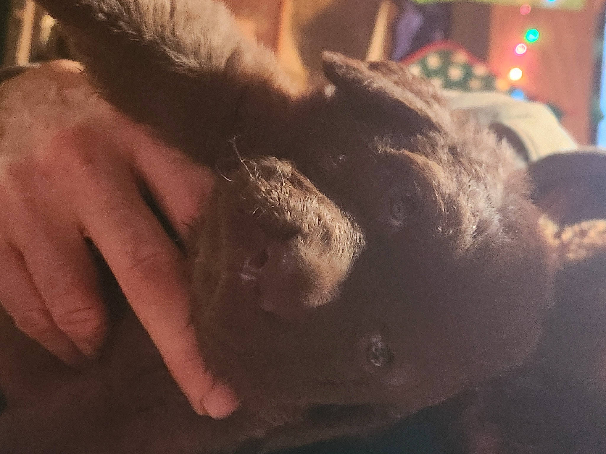 Shasta joined the competition — help win amazing prizes! beard, carnivore, companion_dog, dog_breed, ear, eyelash, facial_hair, fawn, felidae, finger, gesture, hand, jaw, liver, small_to_medium_sized_cats, snout, tail, tints_and_shades, whiskers, working_animal