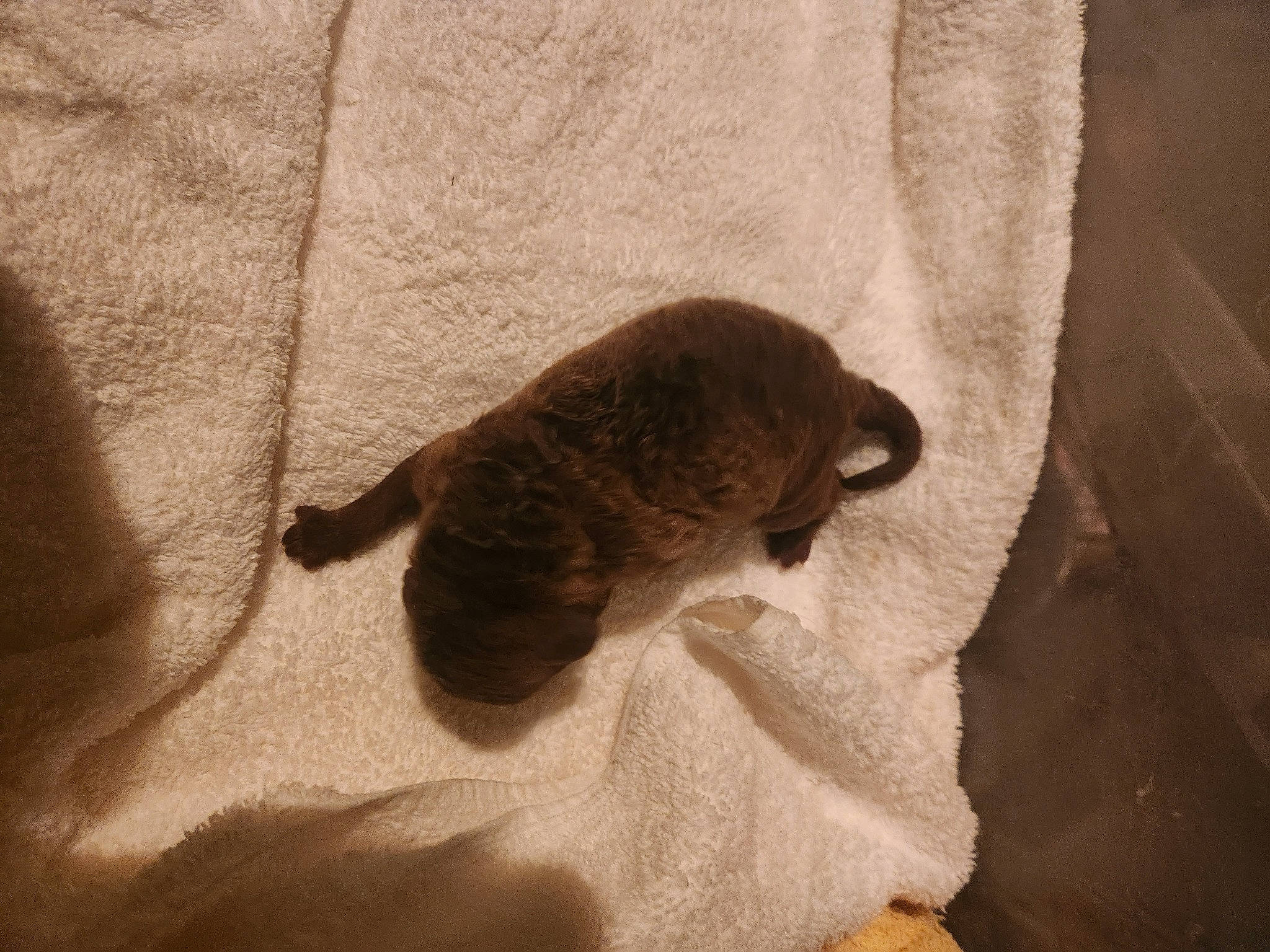 Shasta joined the competition — help win amazing prizes! brown, carnivore, cat, claw, comfort, domestic_short_haired_cat, fawn, felidae, fur, linens, palm_tree, room, small_to_medium_sized_cats, tail, terrestrial_animal, textile, whiskers, wood