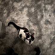 Yuta a rejoint le concours — aidez-le/la à gagner de superbes lots ! cat, black_and_white, fluffy_rug, texture, shadow, indoor, pet, looking_up, fur_pattern, floor, chair_base, home, cozy, curious, animal, whiskers, tail, sitting, domestic_cat, feline