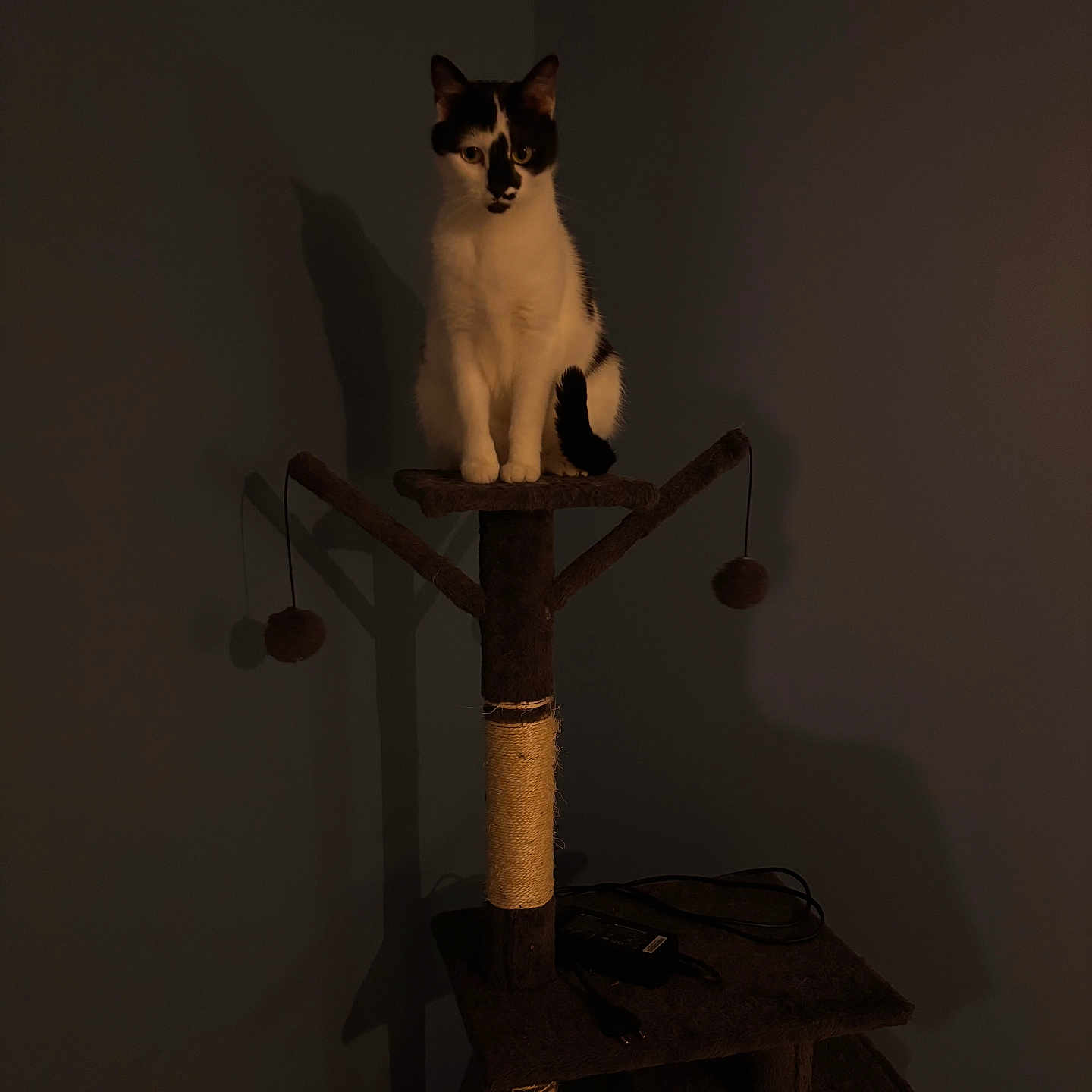 Yuta participe au concours pour gagner de l'argent avec cette photo : cat, cat_tree, indoor, shadow, black_and_white_cat, pet, feline, perched, dark_room, wall, toy_balls, scratching_post, animal, quiet, still_life, household, resting, cute, domestic_cat, calm