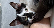 Yuta a rejoint le concours — aidez-le/la à gagner de superbes lots ! cat, black_and_white, pet, fur, arm, couch, indoor, relaxing, curious, green_eyes, tail, close_up, resting, human_arm, feline, cozy, soft, animal, companion, casual