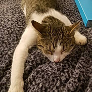 Ellis is registered to the contest to win money with this photo: cat, tabby, white, sleeping, relaxed, paw, blanket, cozy, indoor, pet, fur, whiskers, resting, animal, cute, feline, stretching, soft, texture, blue_box