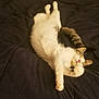 Ellis joined the competition — help win amazing prizes! cat, sleeping, bed, indoor, pet, feline, relaxed, paw, fur, resting, cozy, blanket, comfort, animal, cute, tabby, whiskers, tail, domestic_cat, home