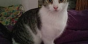 Ellis is registered to the contest to win money with this photo: cat, tabby_cat, white_cat, indoor, pet, animal, feline, curious, alert, sitting, blanket, purple_blanket, cozy, soft_lighting, wide_eyes, fur, whiskers, ears, household, domestic