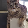 Speedy a rejoint le concours — aidez-le/la à gagner de superbes lots ! calm, cat, chair, domestic_animal, ears, feline, fur, green_eyes, house, indoor, light, looking, paw, pet, relaxed, resting, tabby_cat, whiskers, white_chair, window