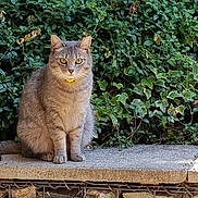 Speedy a rejoint le concours — aidez-le/la à gagner de superbes lots ! animal, cat, collar, eyes, feline, fur, gray_cat, greenery, ivy, ledg, nature, outdoor, pet, plant, quiet, sitting, stone, tabby_cat, whiskers, yellow_collar