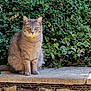 animal, cat, collar, eyes, feline, fur, gray_cat, greenery, ivy, ledg, nature, outdoor, pet, plant, quiet, sitting, stone, tabby_cat, whiskers, yellow_collar