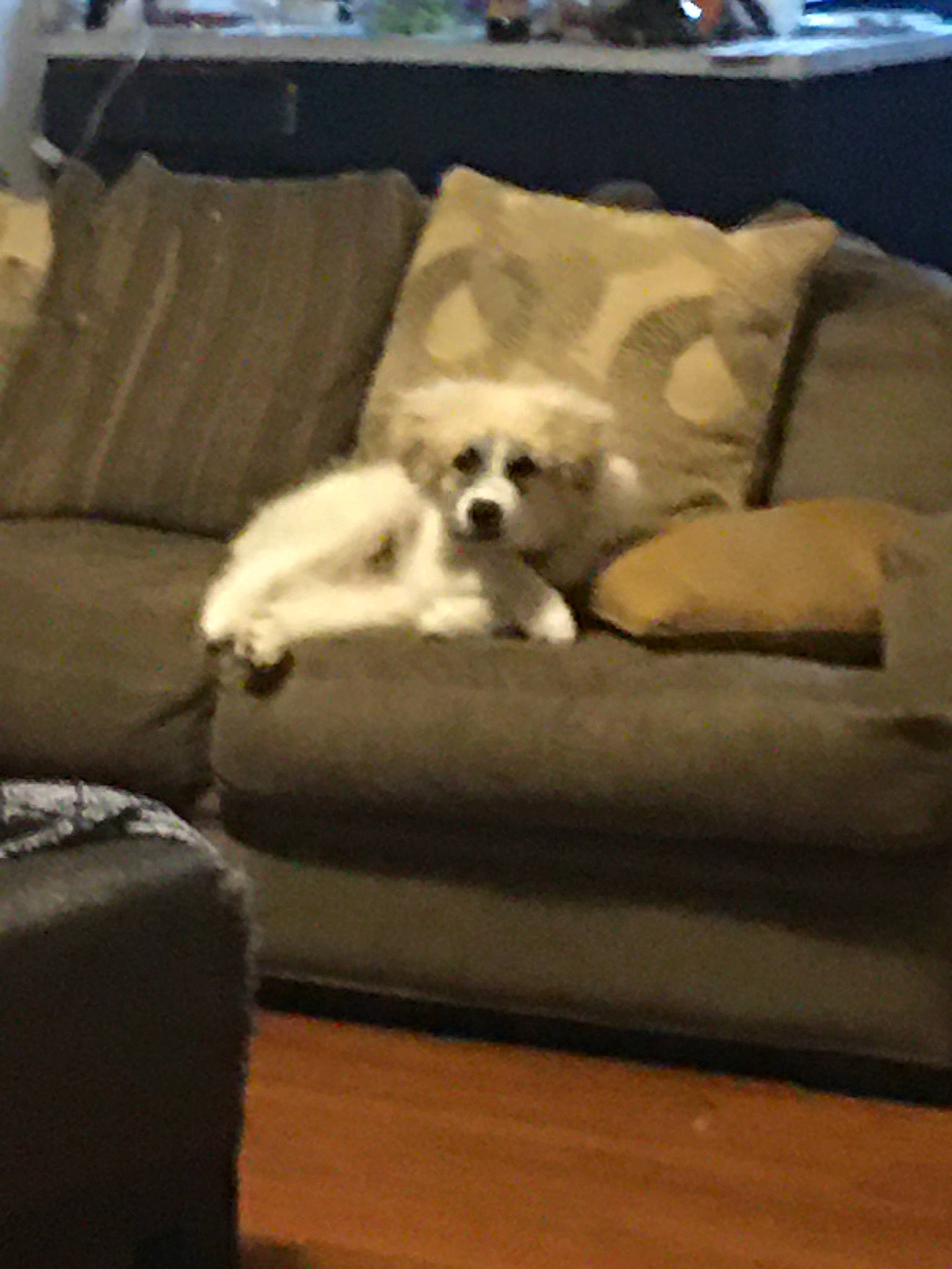 Remi is registered to the contest to win money with this photo: carnivore, chair, comfort, companion_dog, couch, dog, dog_breed, dog_supply, fawn, floor, flooring, furniture, hardwood, living_room, room, sofa_bed, studio_couch, toy_dog, wood, working_animal