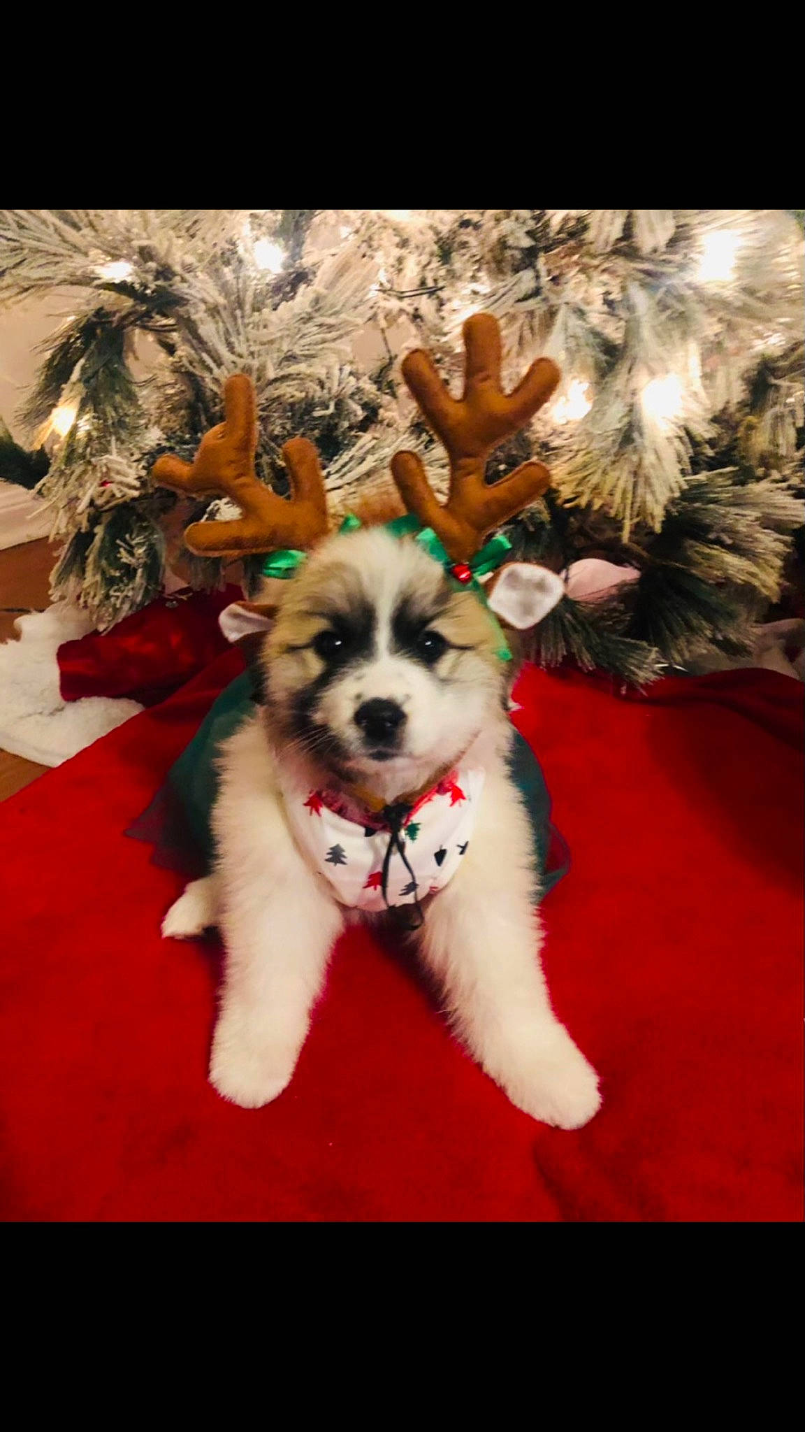 Remi joined the competition — help win amazing prizes! carnivore, christmas_decoration, christmas_ornament, companion_dog, dog, dog_breed, event, fawn, felidae, holiday, holiday_ornament, mammal, ornament, plant, small_to_medium_sized_cats, snout, tail, toy_dog, tree, whiskers