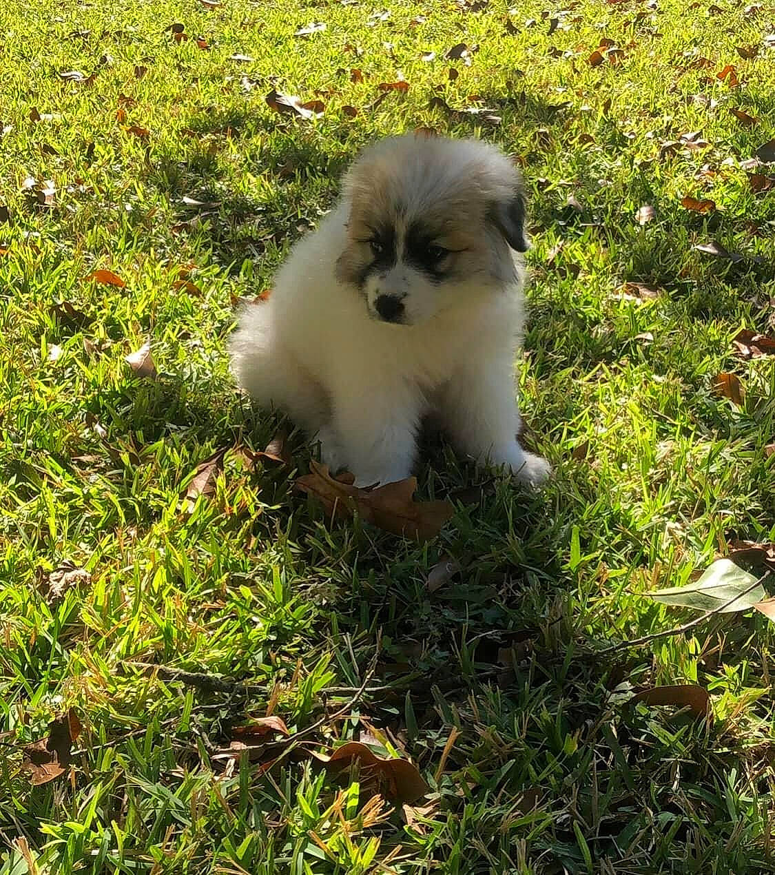 Remi joined the competition — help win amazing prizes! annual_plant, canidae, carnivore, companion_dog, dog_breed, fawn, felidae, fur, grass, groundcover, herb, non_sporting_group, plant, snout, sporting_group, tail, terrestrial_animal, toy_dog, whiskers, wildlife